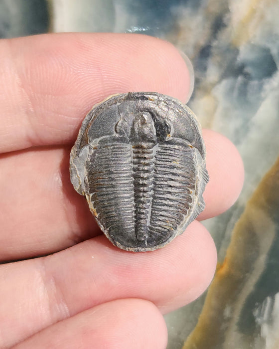 0.875" - 1" Elrathia kingii Trilobite | Utah