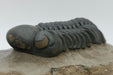 In Stone Fossils 