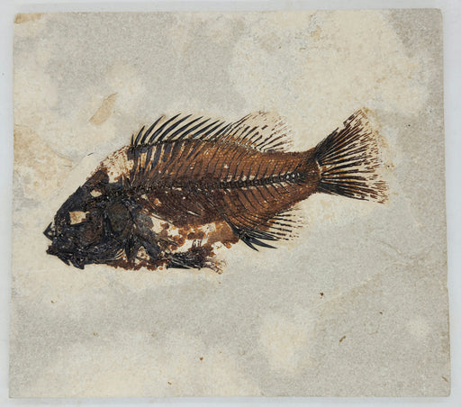 In Stone Fossils 