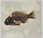 In Stone Fossils 