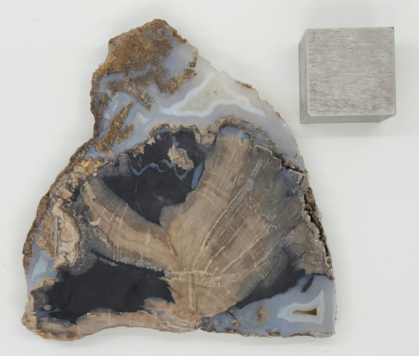 Blue Forest Unpolished Petrified Hardwood Slab | Eden Valley | Wyoming