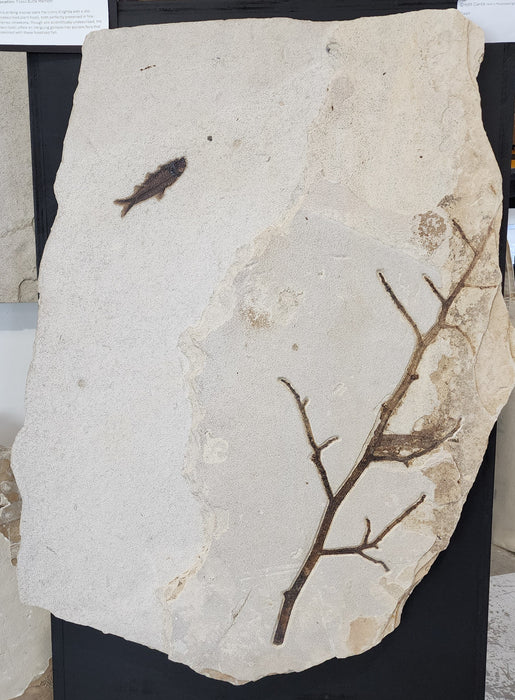 4.5" Knightia eocaena with undescribed branch | 100% Natural | Green River Formation | Wyoming