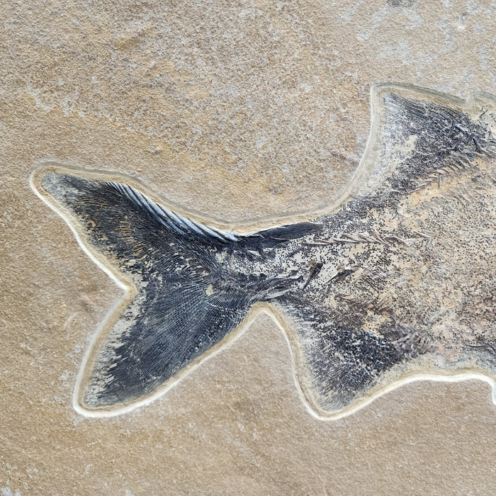 Super Rare Undescribed Paddlefish (sp.?) | Green River Formation