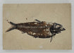 In Stone Fossils 