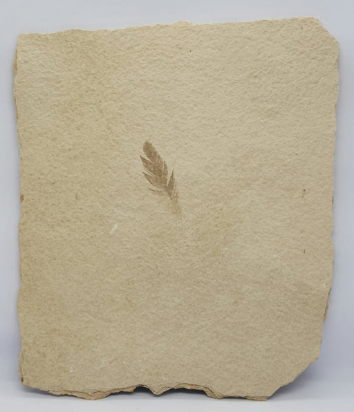 In Stone Fossils 