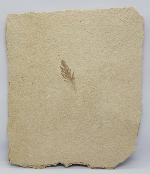 Beautifully Preserved Feather | 100% Natural | Green River Formation | Wyoming
