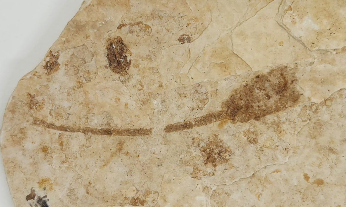 2.25" Knightia eocaena with unidentified plant | 100% Natural | Green River Formation | Wyoming