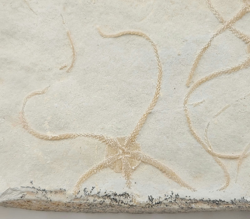 Multiple Fossil Brittle Stars | Germany