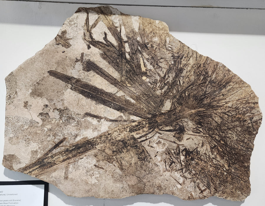 Sabalites powelli Fossil Palm Leaf | Green River Formation | Wyoming