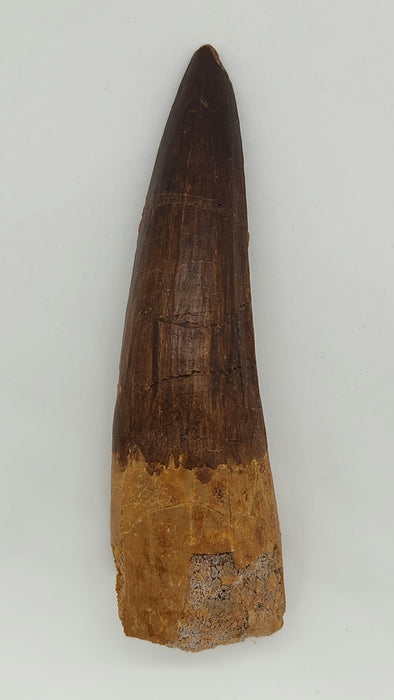 Spinosaurus Tooth | Cretaceous | Kem Kem Beds, Morocco