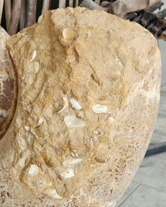 Giant Ammonite | Lobolytoceras costellatum | Madagascar