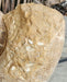 In Stone Fossils 