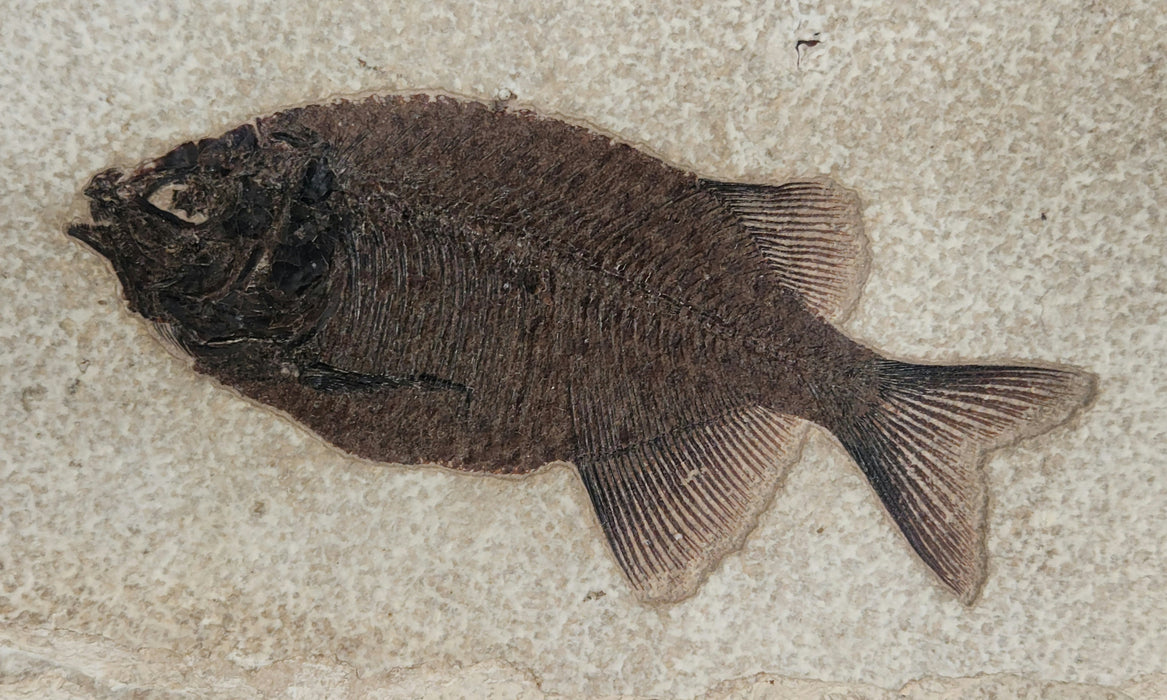 Five Diplomystus and a Phareodus | 100% Natural | Green River Formation | Wyoming