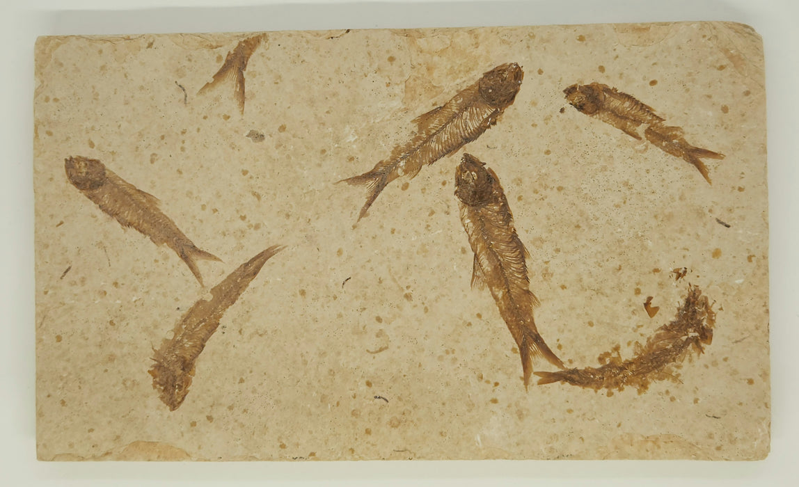 Knightia eocaena "Mini Fish" Mortality Plate | Green River Formation | Natural Specimen