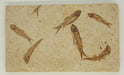 In Stone Fossils 