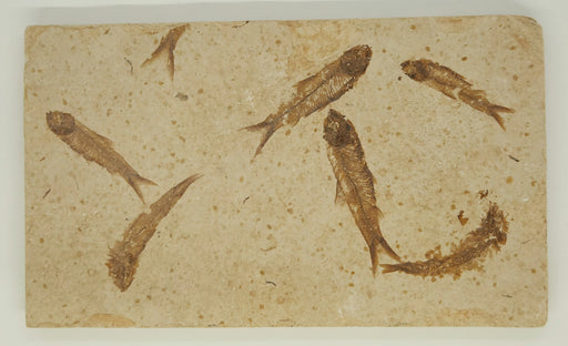 In Stone Fossils 