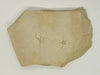 In Stone Fossils 