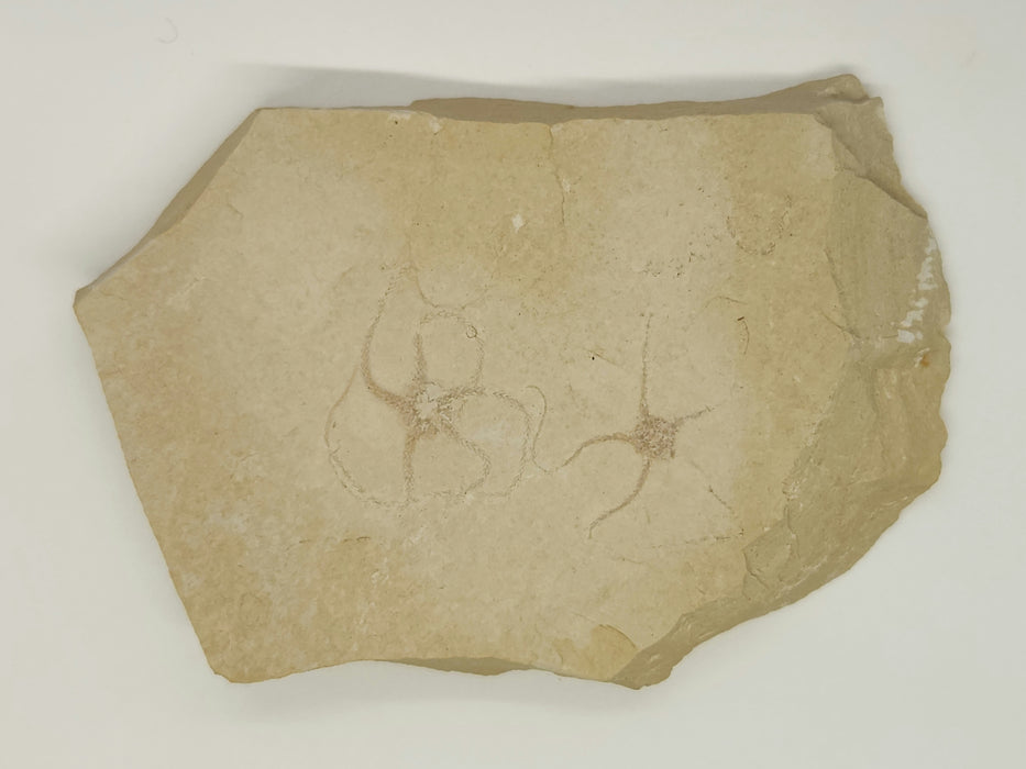 Double Fossil Brittle Star | Germany