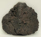 In Stone Fossils 