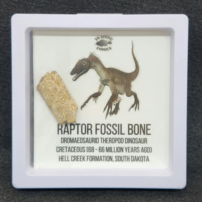 Raptor Fossil Bone Fragment | Hell Creek Formation | South Dakota