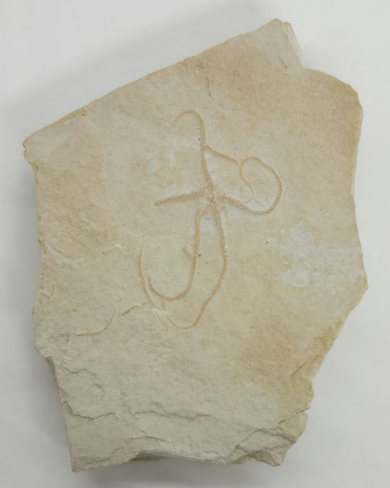 Fossil Brittle Star | Germany