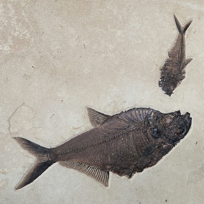 Five Diplomystus and a Phareodus | 100% Natural | Green River Formation | Wyoming