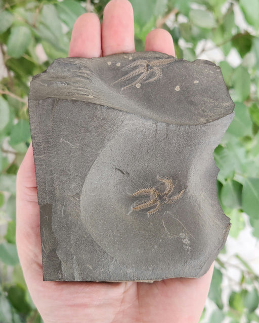 In Stone Fossils 