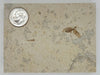 In Stone Fossils 