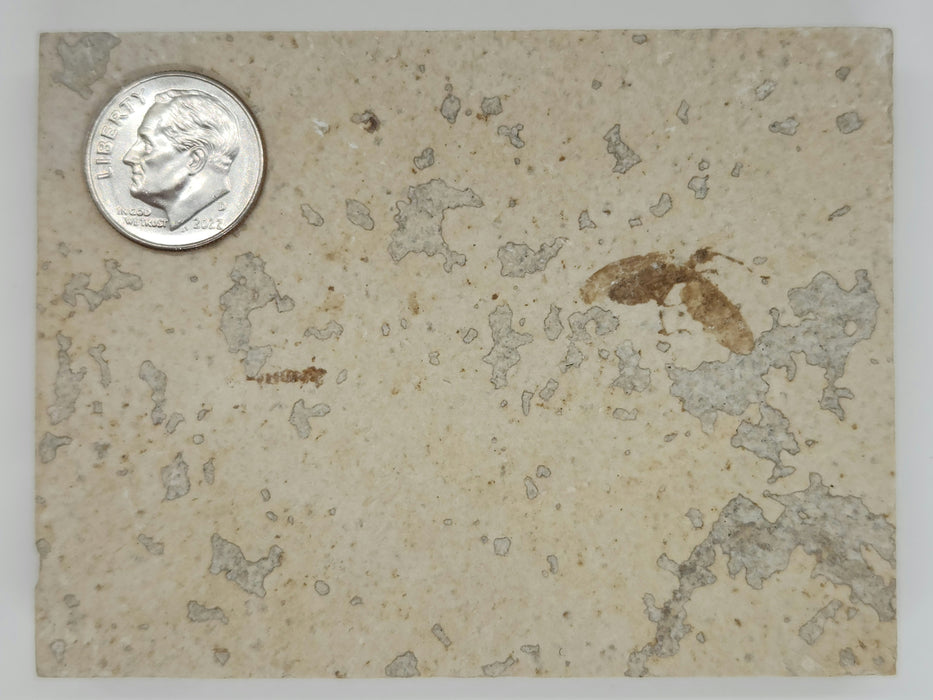 Plecia pealei (Love Bug or March Fly) | Eocene | Green River Formation