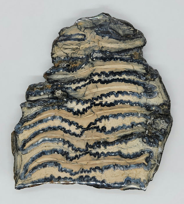 Polished Mammoth Molar Slice