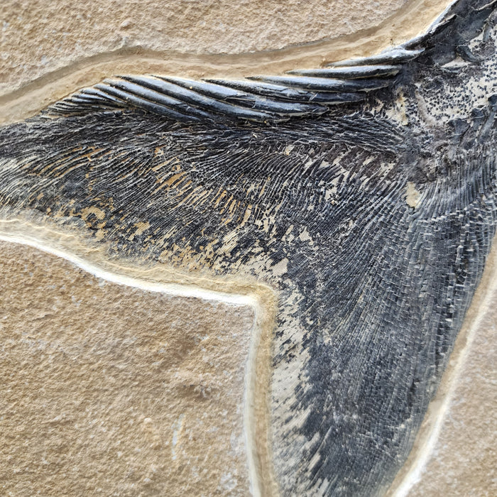 Super Rare Undescribed Paddlefish (sp.?) | Green River Formation