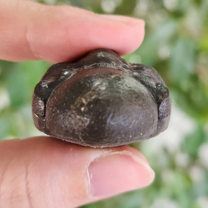 Enrolled Reedops Trilobite | Morocco