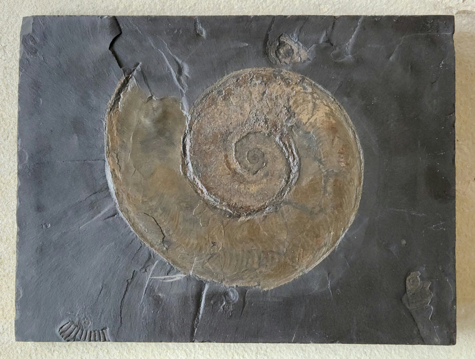 Harpoceras Ammonite | Germany