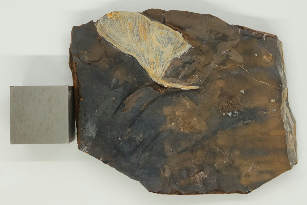 Fossil Ginkgo leaf | Ginkgo cranei | North Dakota