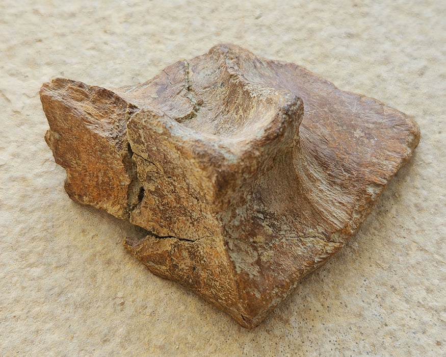 Edmontosaurus Skull Bone | Montana