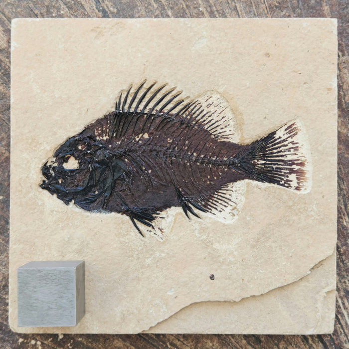 5" Cockerellites liops (formerly Priscacara liops) | 100% Natural | Green River Formation | Wyoming