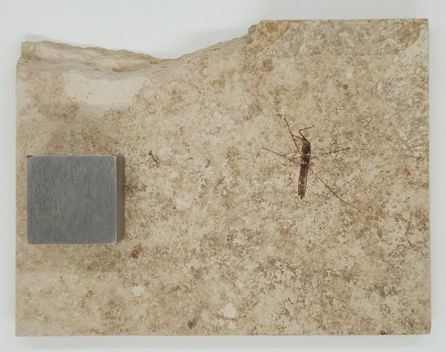 Fossil Water Strider | Family Gerridae | 100% Natural | Green River Formation