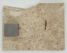 In Stone Fossils 