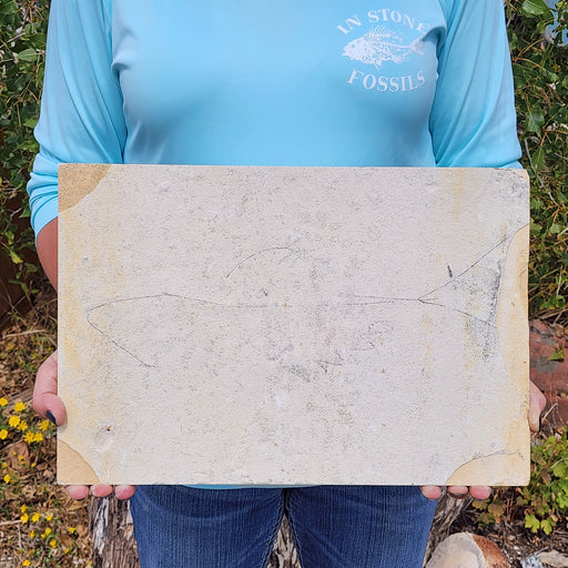 In Stone Fossils 