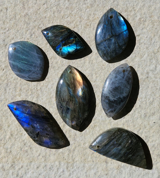 In Stone Fossils 