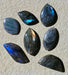 In Stone Fossils 