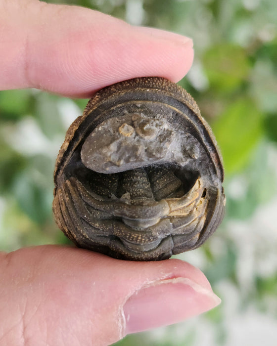 Enrolled Morocops Trilobite | Morocco