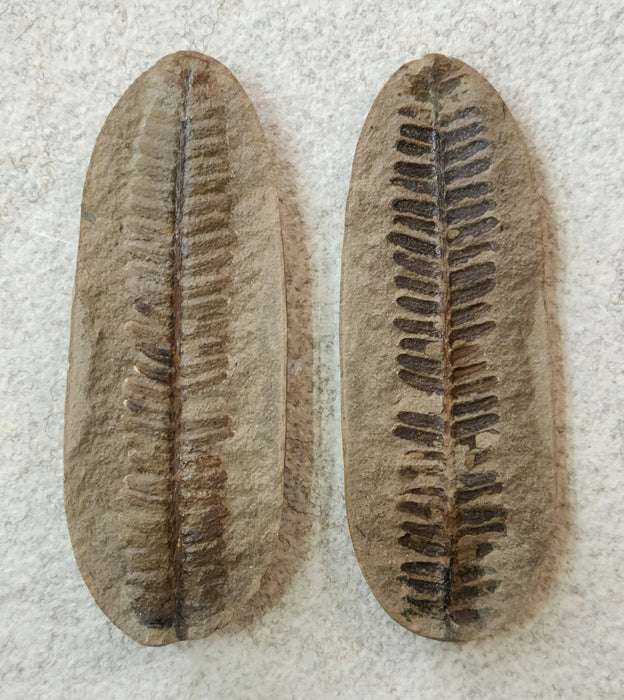 Fossil Fern | Diplazites unita | Illinois