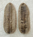 In Stone Fossils 