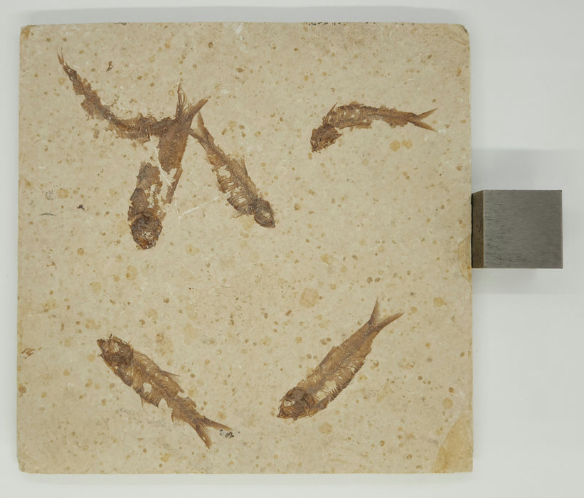 Knightia eocaena "Mini Fish" Mortality Plate | Green River Formation | Natural Specimen