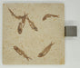 In Stone Fossils 