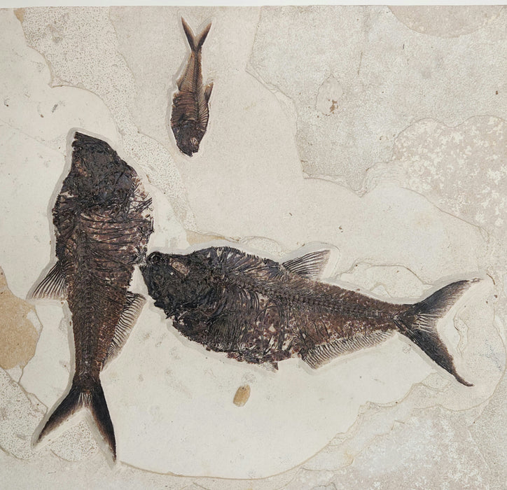 Five Diplomystus and a Phareodus | 100% Natural | Green River Formation | Wyoming