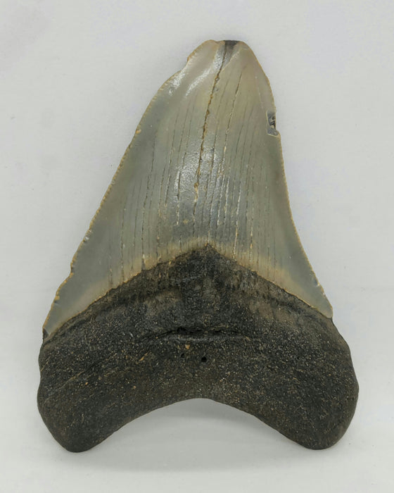 3.5" Megalodon Tooth | Hawthorn Formation