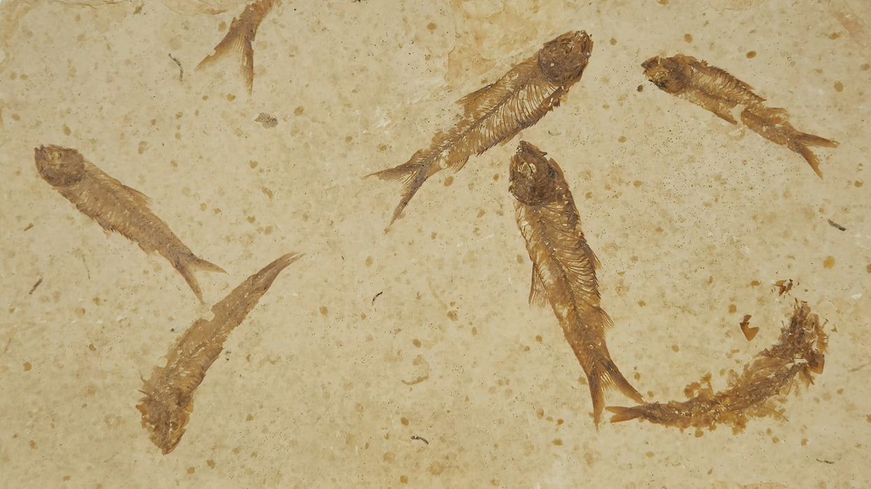 Knightia eocaena "Mini Fish" Mortality Plate | Green River Formation | Natural Specimen