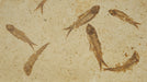 In Stone Fossils 